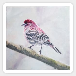 House Finch Bird Painting Sticker